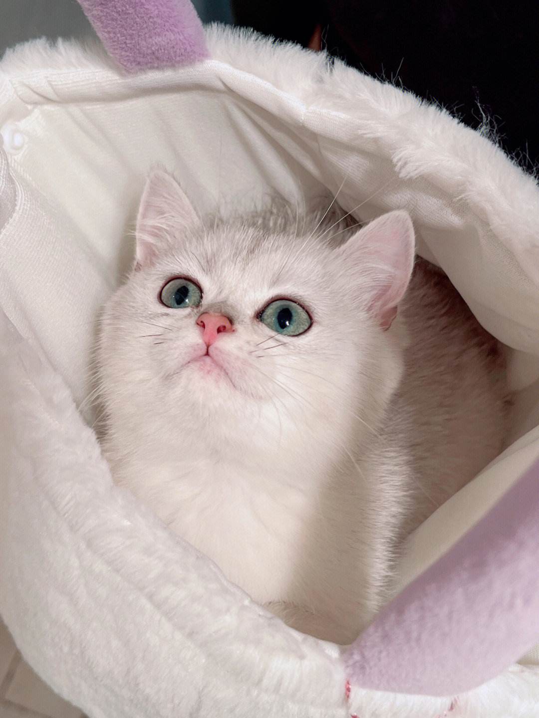 金银猫手机版(金银猫官方网站)-第2张图片-太平洋在线下载