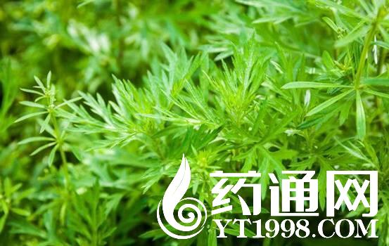 中药材药通网手机版(中药材药通网下载)-第2张图片-太平洋在线下载