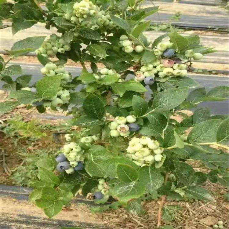 蓝莓视频苹果版蓝莓视频APPios