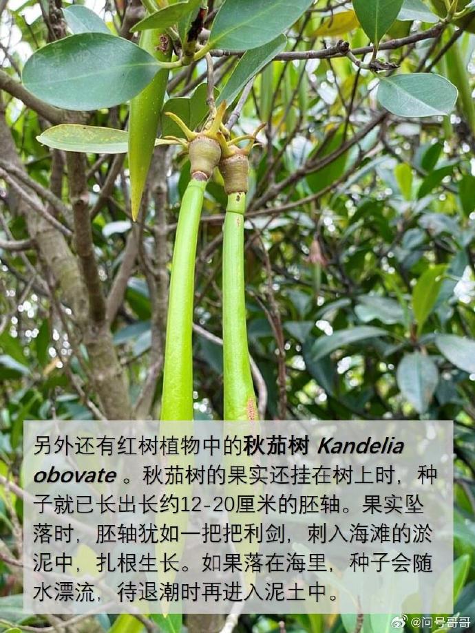 种子备案苹果手机版种业通种子备案手机app下载官网-第2张图片-太平洋在线下载