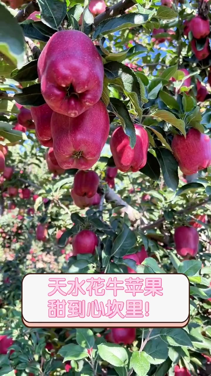 任逸花苹果版花简空间苹果版叫什么